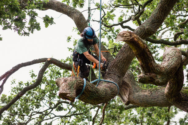 St James, MD Tree Removal Services Company